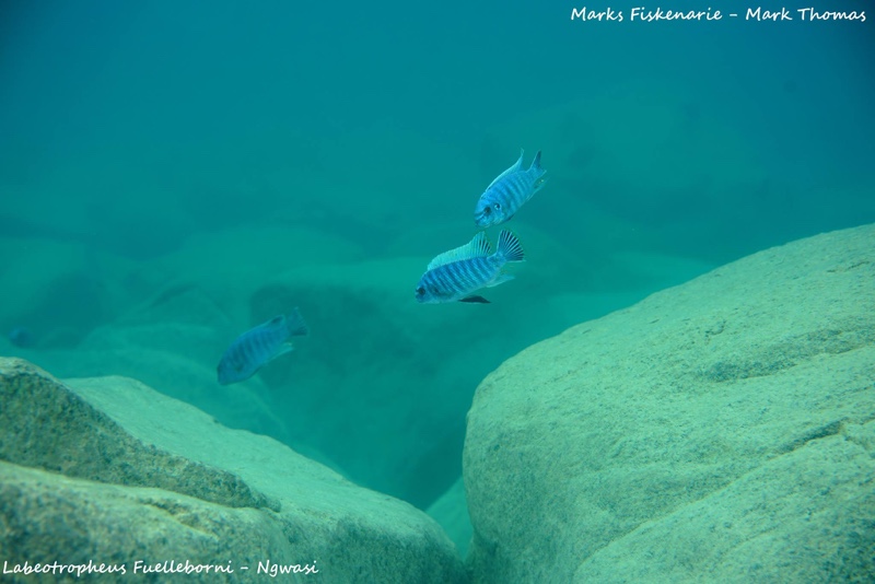 Labeotropheus fuelleborni 'Ngwasi'